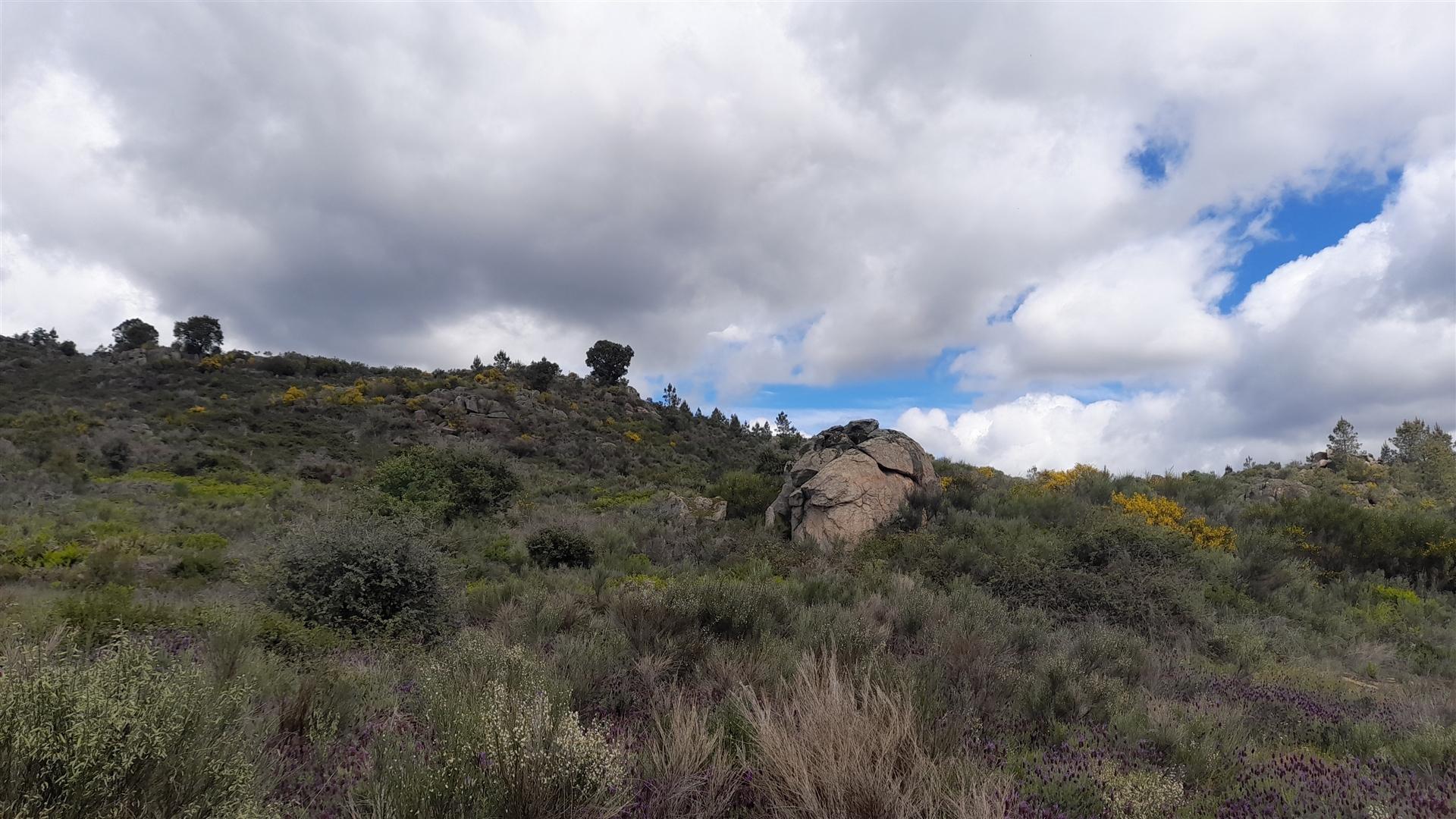 Quinta com 29,04Ha em Mata da Rainha, Fundão - Portugal