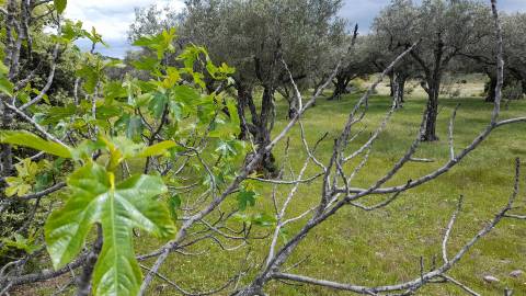 Quinta com 5200m2 nas Quintas da Torre, Fundão - Portugal