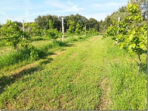 Quinta com cerca de 5ha para investimento com possibilidade de Construção, em São Vicente da Beira