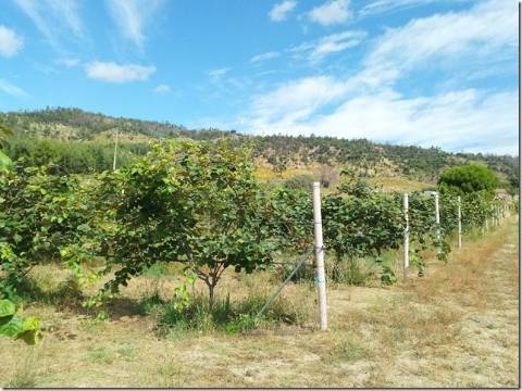 Quinta com cerca de 5ha para investimento com possibilidade de Construção, em São Vicente da Beira