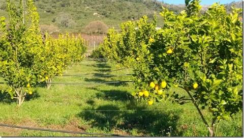 Quinta com cerca de 5ha para investimento com possibilidade de Construção, em São Vicente da Beira