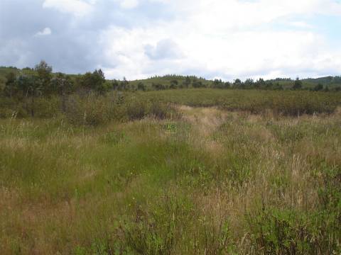 Herdade - Construção Rural 84m2 - Florestal - 93ha - Ninho do Açor