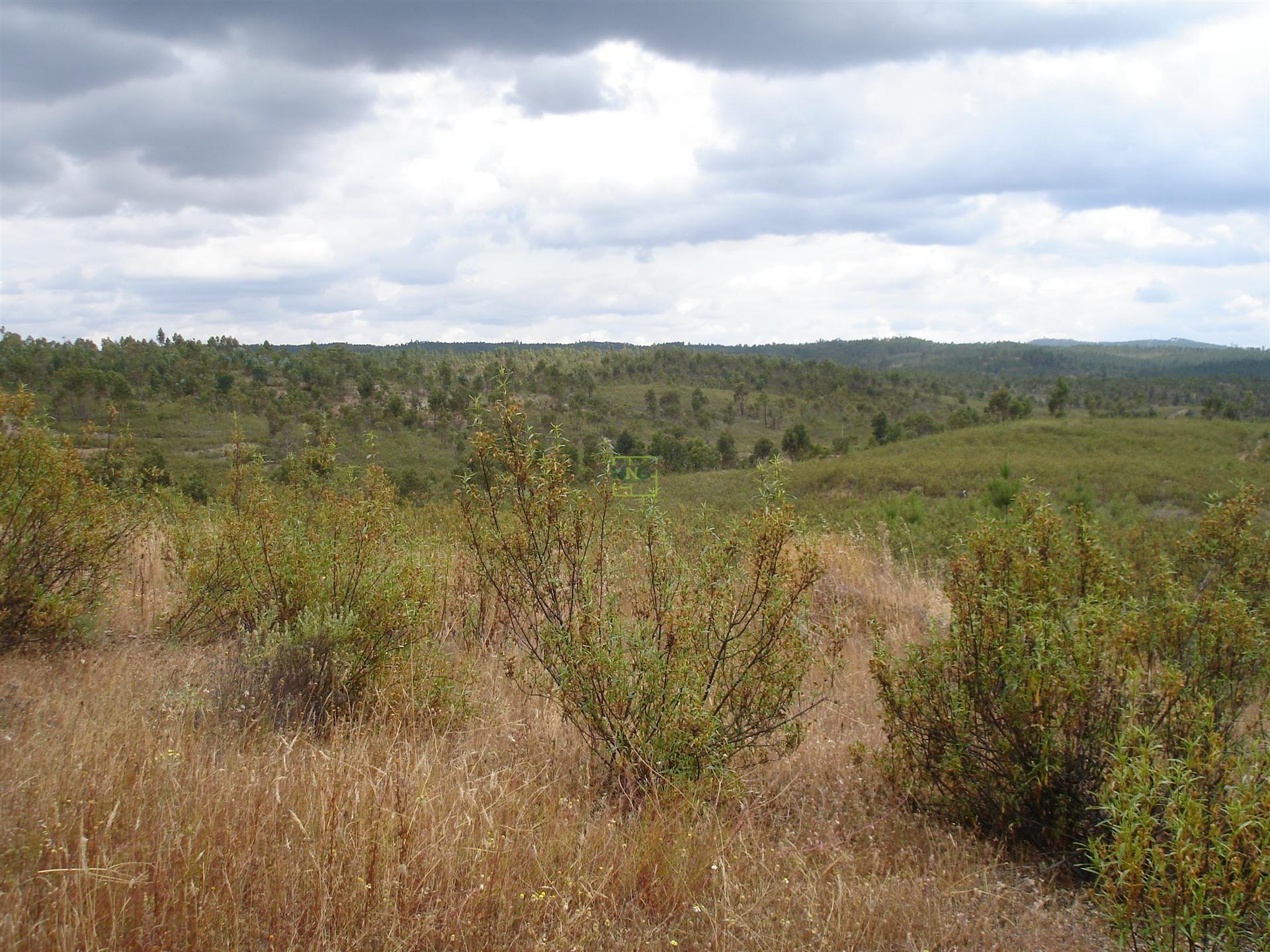 Herdade - Construção Rural 84m2 - Florestal - 93ha - Ninho do Açor