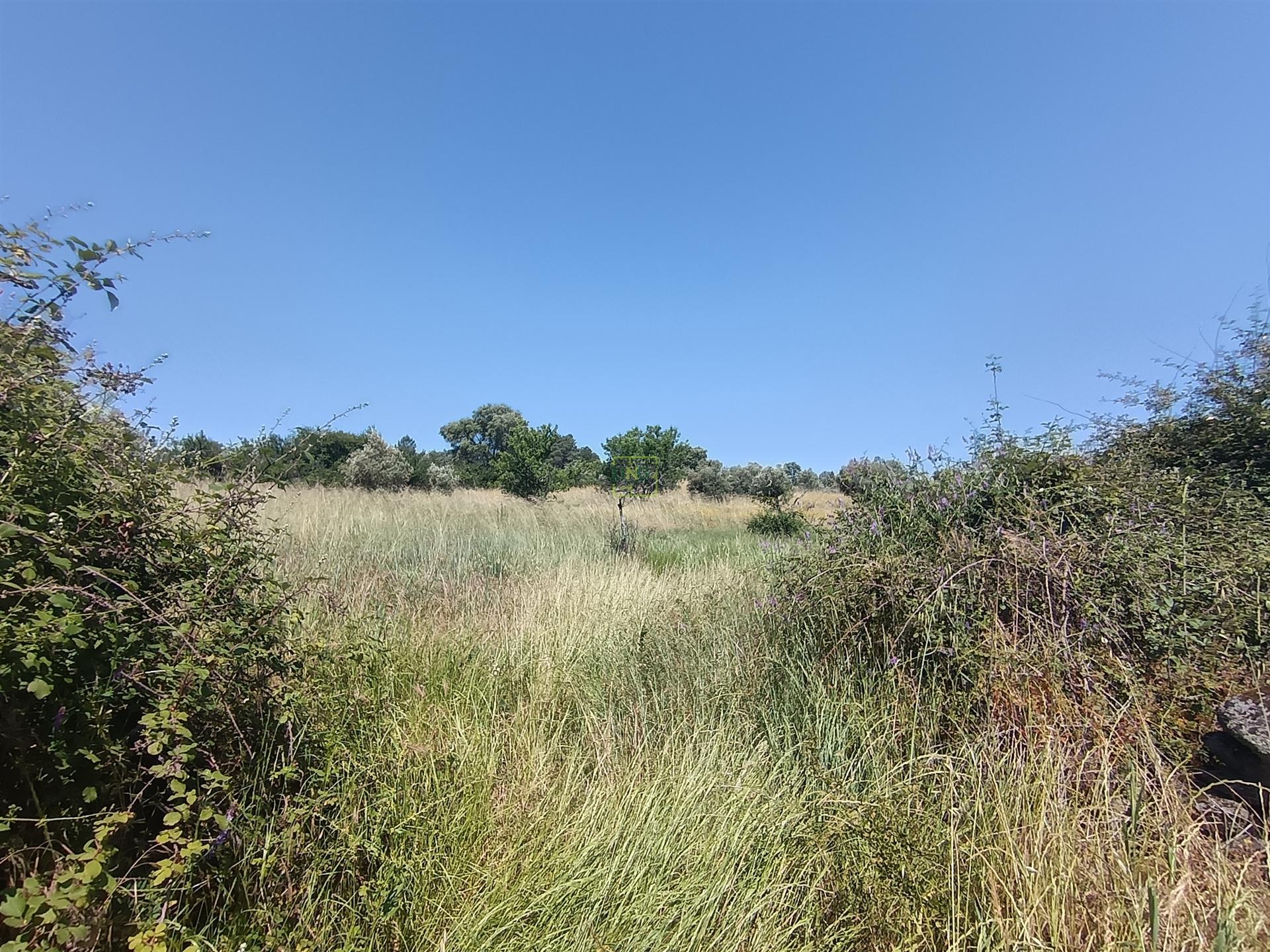 Terreno rural em Penamacor
