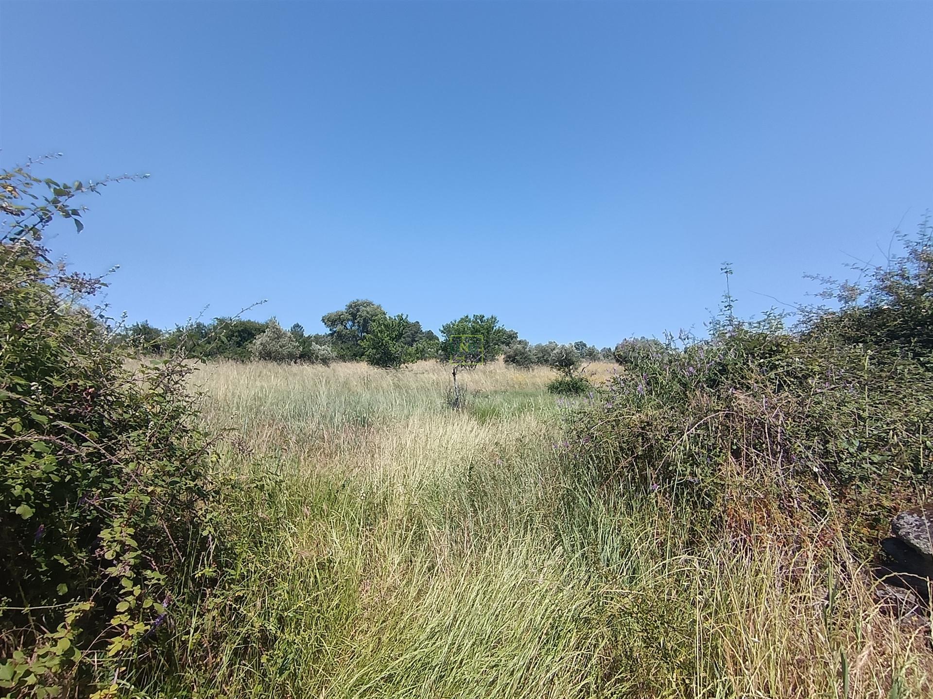 Terreno rural em Penamacor