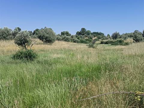 Terreno rural em Penamacor
