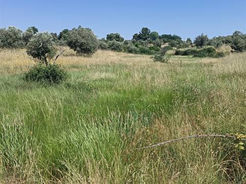 Terreno rural em Penamacor