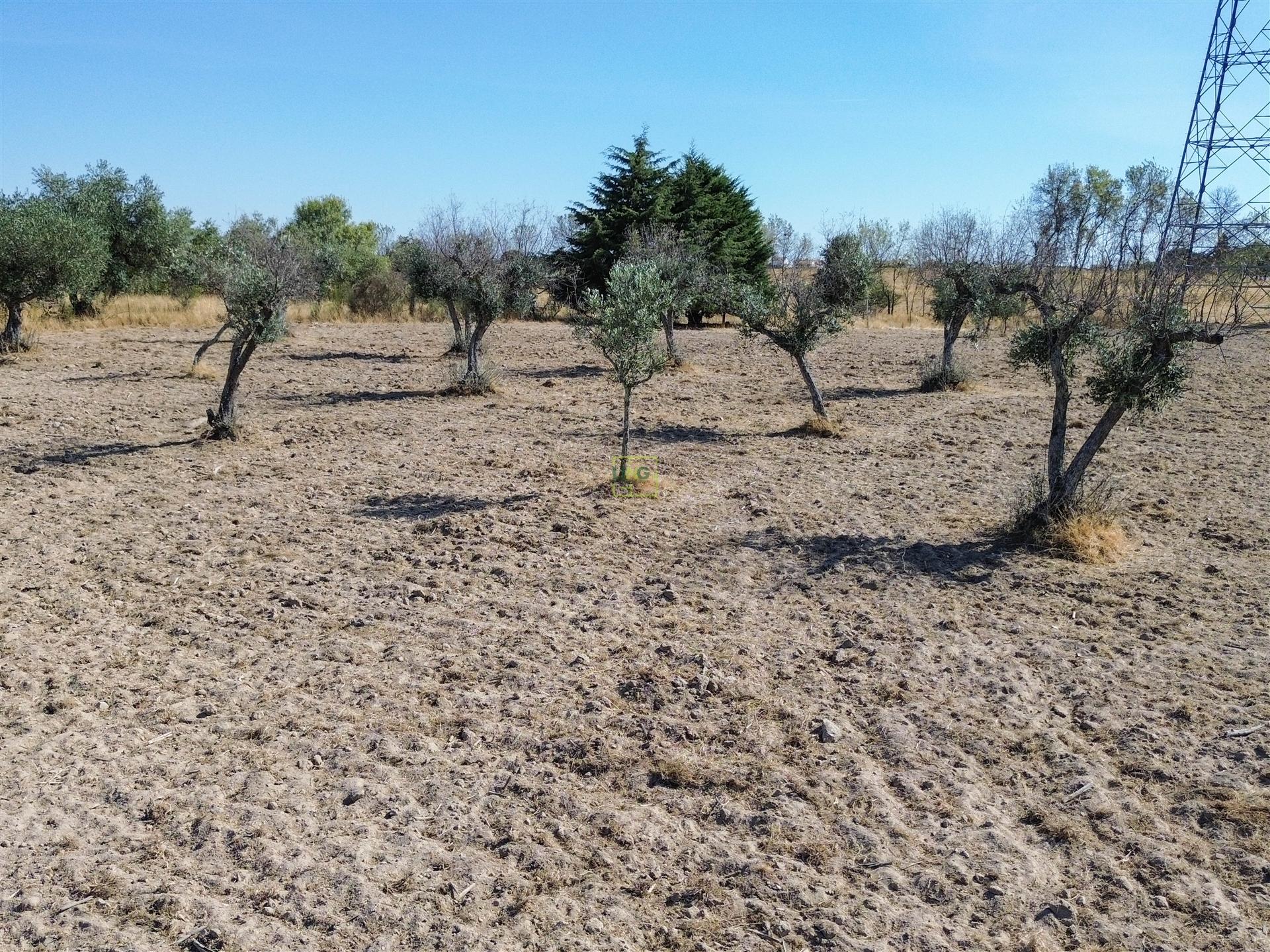 Terreno Rústico à Venda na Lardosa – 4750 m² com 4 Poços de Água