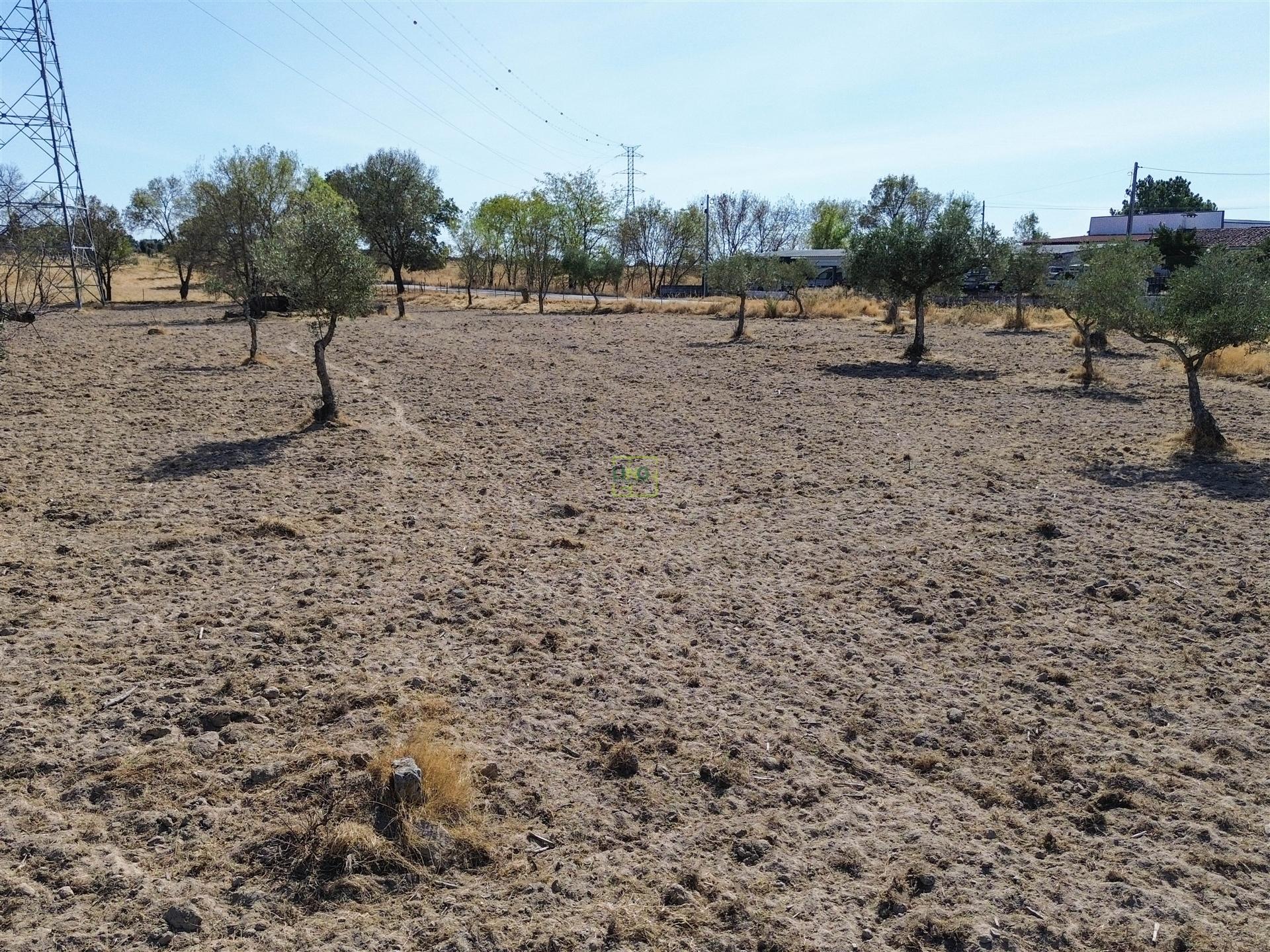 Terreno Rústico à Venda na Lardosa – 4750 m² com 4 Poços de Água