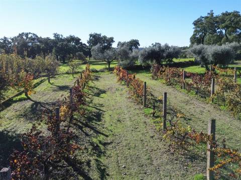 Terreno misto em Aldeia de João Pires