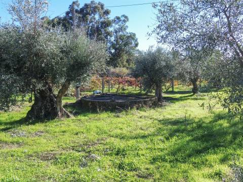 Terreno misto em Aldeia de João Pires