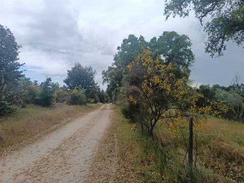 Terreno Rústico  Venda em Aldeia do Bispo, Águas e Aldeia de João Pires,Penamacor