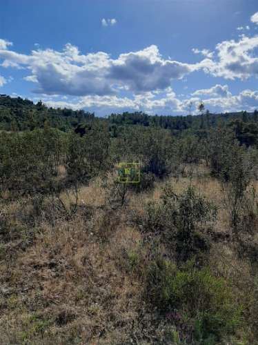 Terreno  Venda em Sarzedas,Castelo Branco