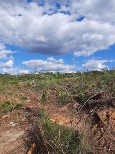 Terreno  Venda em Sarzedas,Castelo Branco