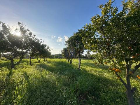 Moradia Rústica T2+1 Venda em Quelfes,Olhão