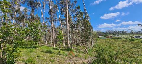 Quintinha / Terreno 15.000M2 Maceirinha