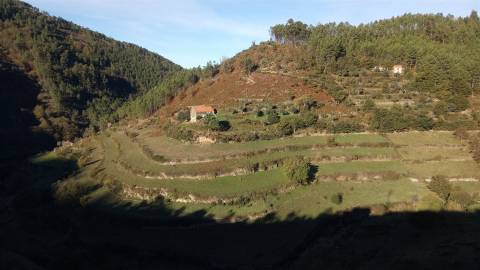 Quinta  Venda em Loriga,Seia