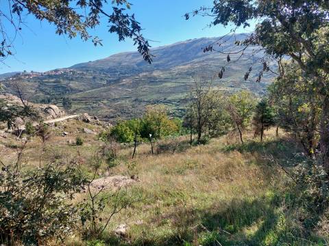 Terreno Rústico  Venda em Figueiró da Serra e Freixo da Serra,Gouveia