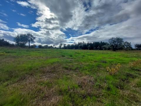 Terreno Rústico  Venda em Vila Nova de Tazem,Gouveia
