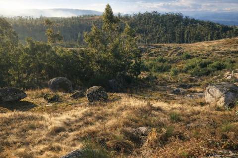 Terreno  Venda em Sanfins Lamoso Codessos,Paços de Ferreira
