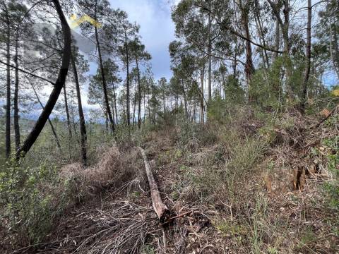 Terreno Rústico  Venda em Freixial e Juncal do Campo,Castelo Branco