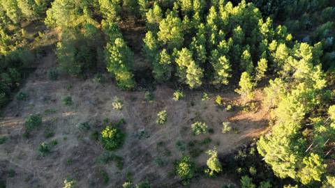 Terreno Rústico  Venda em Freixial e Juncal do Campo,Castelo Branco