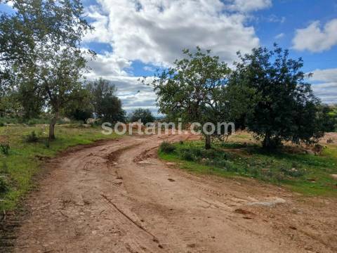 Terreno Rústico  Venda em Albufeira e Olhos de Água,Albufeira