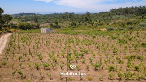 Oportunidade Única: Quinta Excepcional com Vinha de Castas Selecionadas à Venda entre Nelas e Mangua