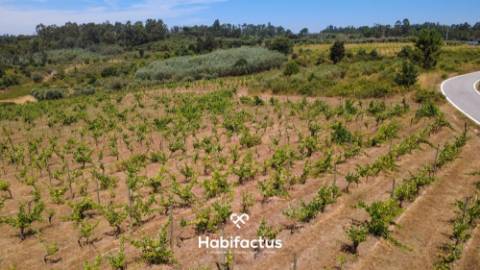 Oportunidade Única: Quinta Excepcional com Vinha de Castas Selecionadas à Venda entre Nelas e Mangua