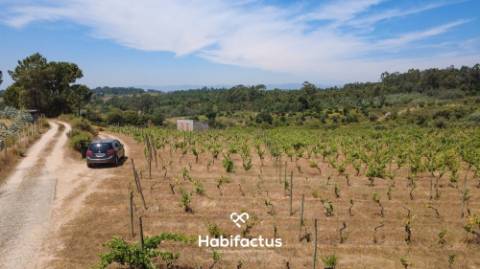 Oportunidade Única: Quinta Excepcional com Vinha de Castas Selecionadas à Venda entre Nelas e Mangua