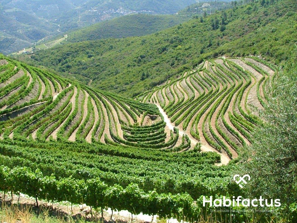 Quinta com vinha para venda no Douro