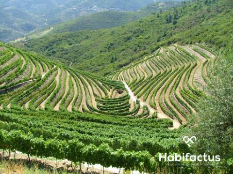 Quinta com vinha para venda no Douro