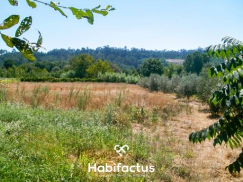 Terreno de cultivo com 2150 m2 - Tondela