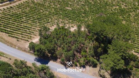 Terreno Agrícola à Venda em Nelas