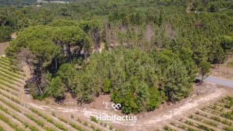 Terreno Agrícola à Venda em Nelas