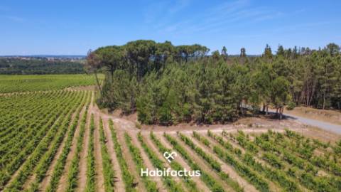 Terreno Agrícola à Venda em Nelas