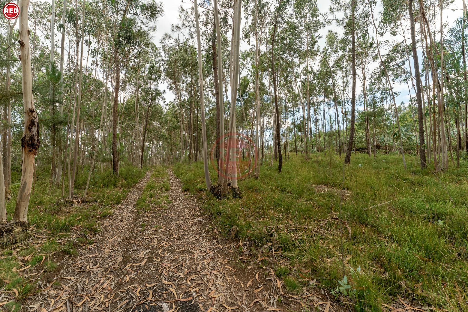 Terreno rústico com 8.000m2 em Lever