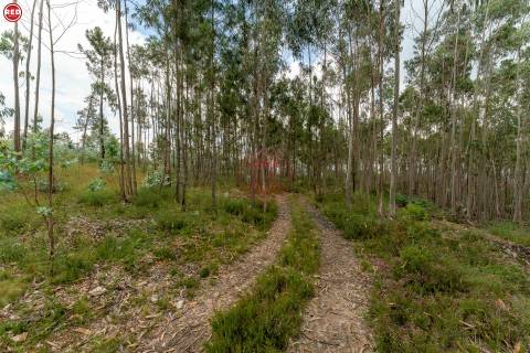 Terreno rústico com 8.000m2 em Lever