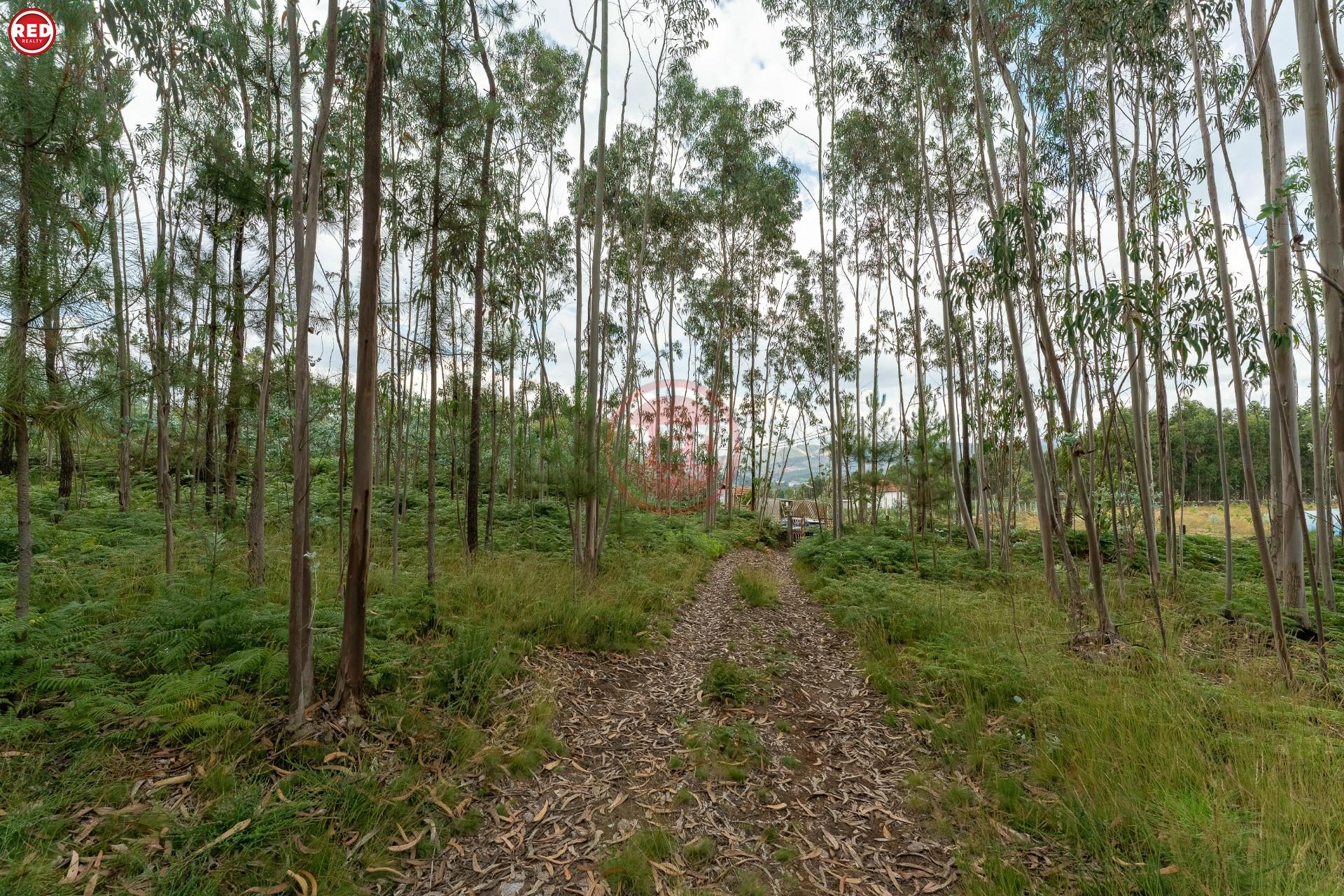 Terreno-Quinta com 8.000m2 em Lever