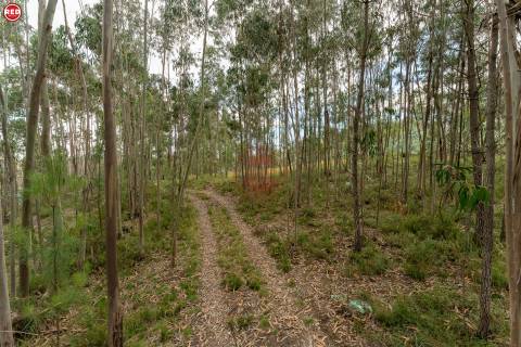 Terreno-Quinta com 8.000m2 em Lever