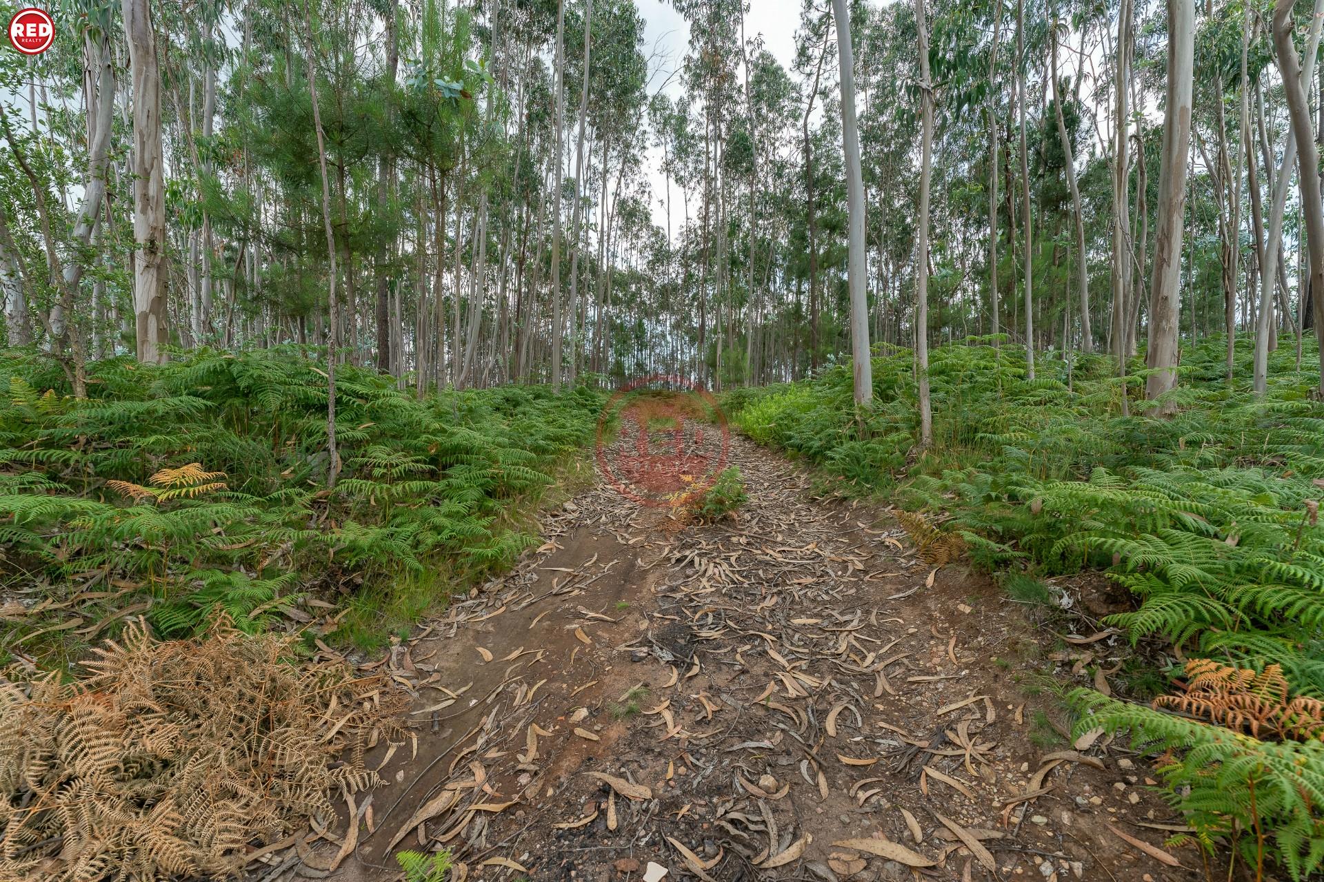 Terreno-Quinta com 8.000m2 em Lever