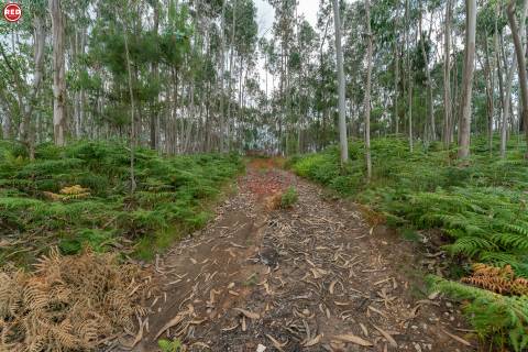Terreno-Quinta com 8.000m2 em Lever