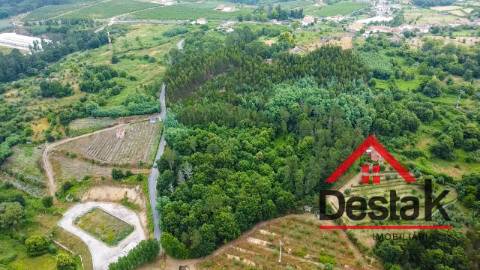 Terreno pinhal com mais de 11.000m²