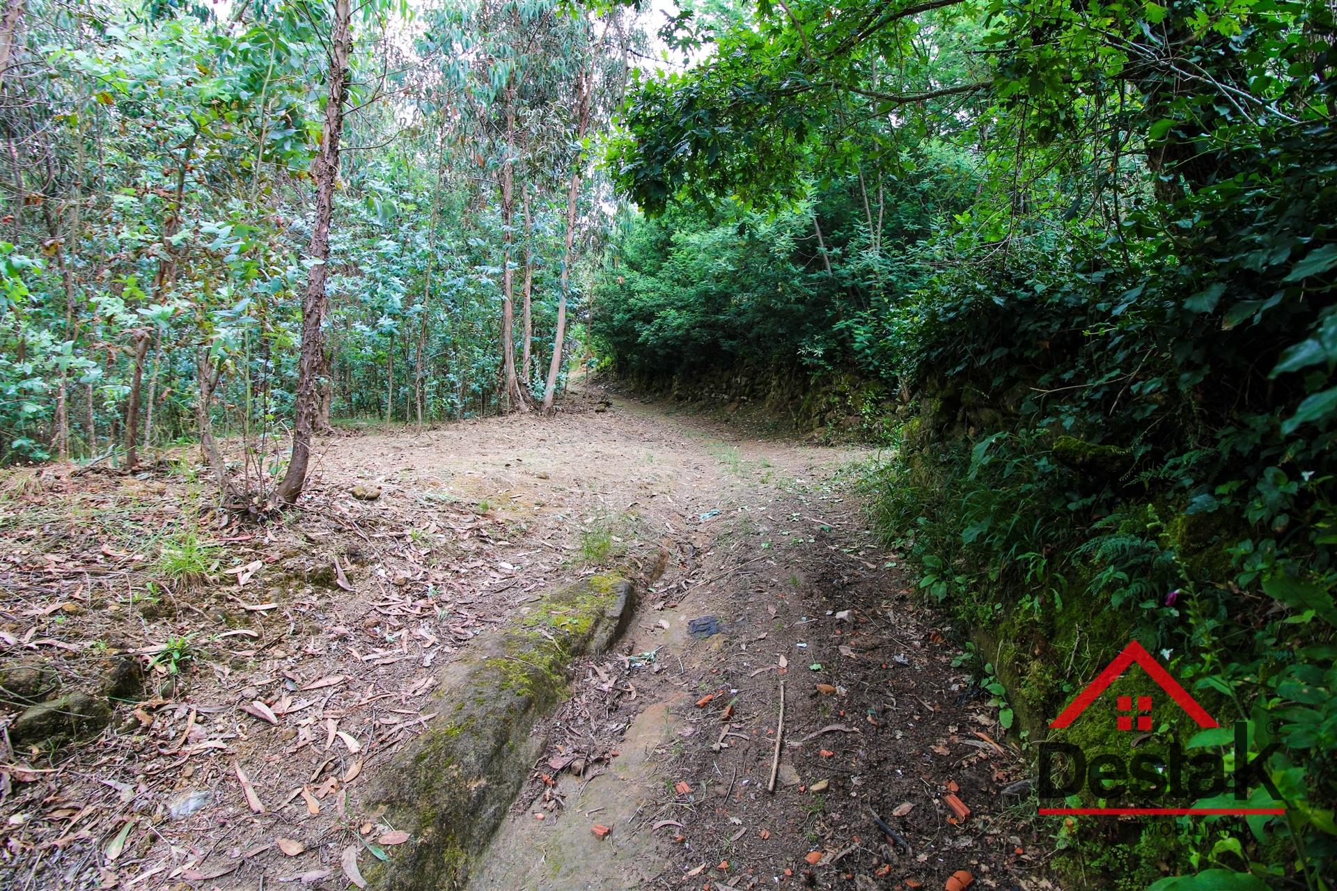 Terreno pinhal com mais de 11.000m²