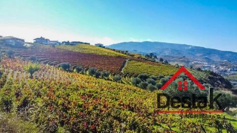 Terreno com vinha para venda no Douro