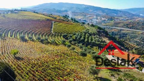Terreno com vinha para venda no Douro