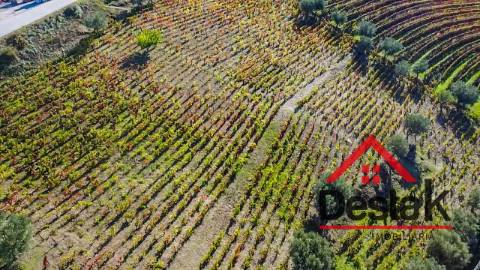 Terreno com vinha para venda no Douro