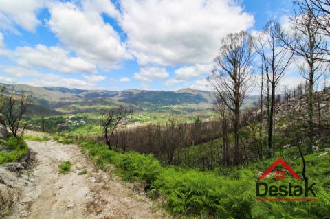 Terreno com Viabilidade Florestal