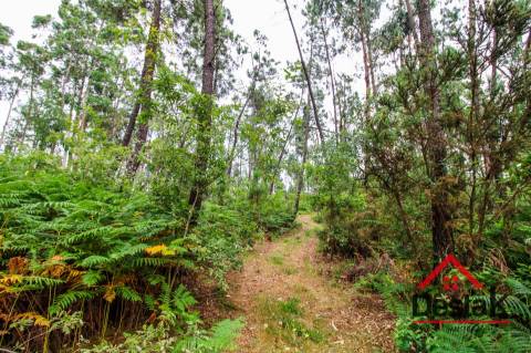 Terreno com Viabilidade Florestal
