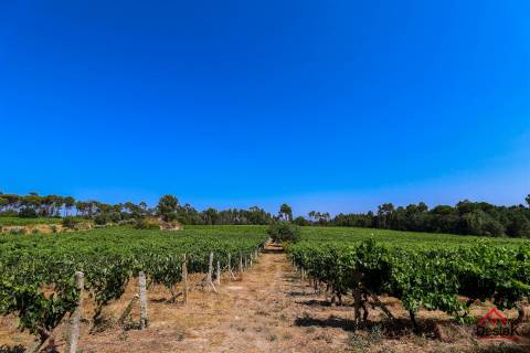 Quinta de Excelência na Região do Dão | Produção, Turismo e Investimento